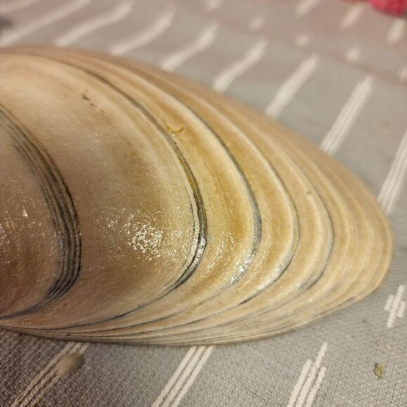 DECOUPAGE TRINKET DISH   - Picture 8 of 8